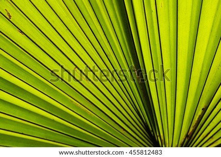 Palm Leaf Texture background,select focus with shallow depth of field:ideal use for background.