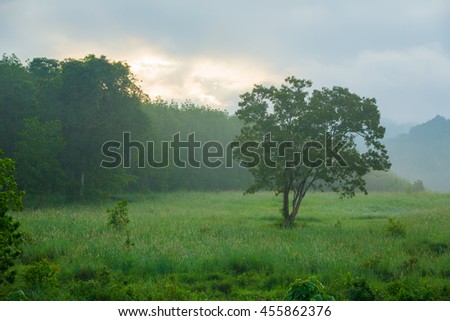 Tree on the grass in front of the mountain with fog in the morning.
