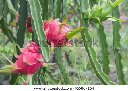 Dragon fruit,Pitaya on tree