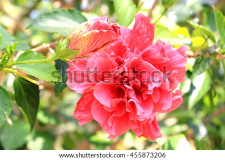 Hibiscus pink flower