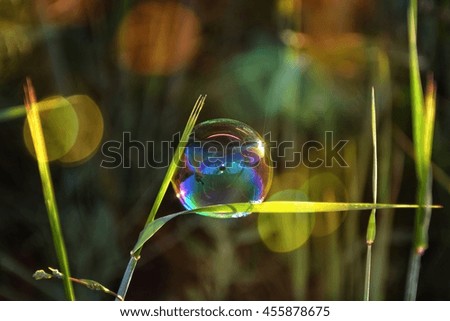 A soap bubble hanging on a blade of grass outdoors with light effects