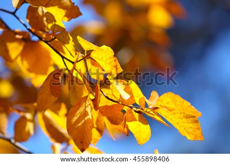 Autumn yellow leaves of poplar against blue sky. Defocused picture