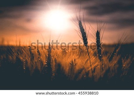 Wheat field and colorful clouds on the overcast sky. A fresh crop of rye.  Rich harvest Concept. majestic rural landscape of sundown under shining sunlight. creative picture of nature.