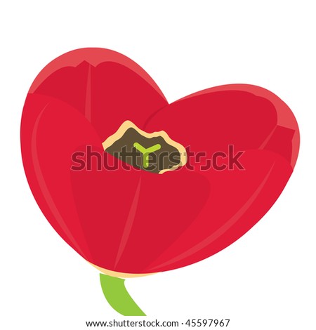 Heart-shaped tulip. Vector illustration.
