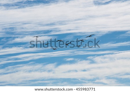 Large flock of nesting pelicans in flight with a cloudy sky background/Pelicans in the Sky/Penguin Island, Western Australia
