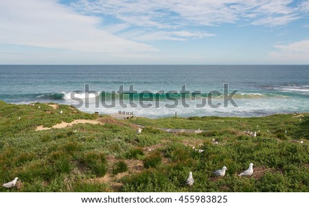 Coastal dunes, nesting sea gulls and Indian Ocean seascape at Penguin Island in Rockingham, Western Australia/Penguin Island: Dunes and Indian Ocean/Rockingham, Western Australia