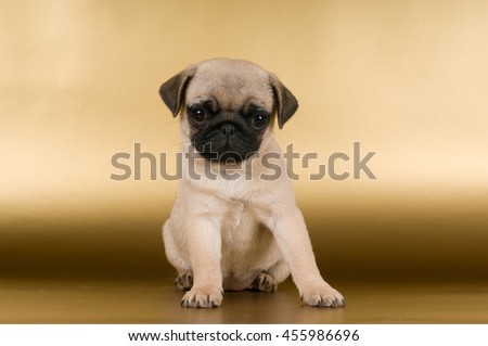 Pug puppy on golden background at studio