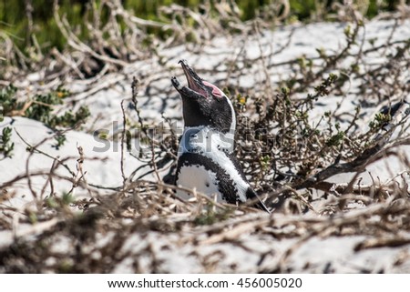 African Penguin. Picture taken from Boulder's Beach, Simon's Town, South Africa.