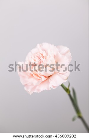 closeup shot of a pink carnation flower in blossom