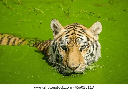 Bengal Tiger head on water