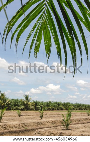 Coconuts leaves in the coconut farm on very bright sky background and little cloud.