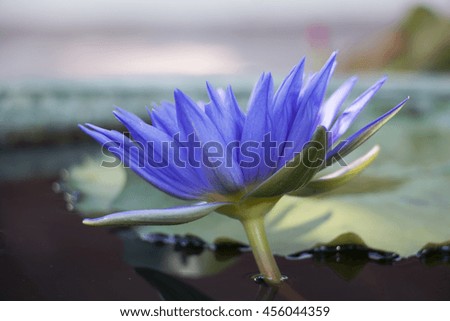 blue lotus and yellow center with sunlight