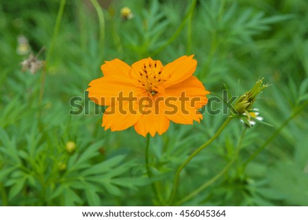 Blurred yellow flower cosmos in garden