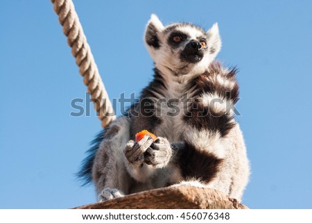 Picture of a beautiful lemur sitting on a shelf eating a carrot from below
