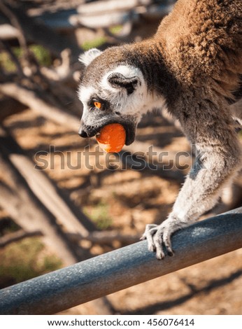 Picture of a cute lemur eating a carrot