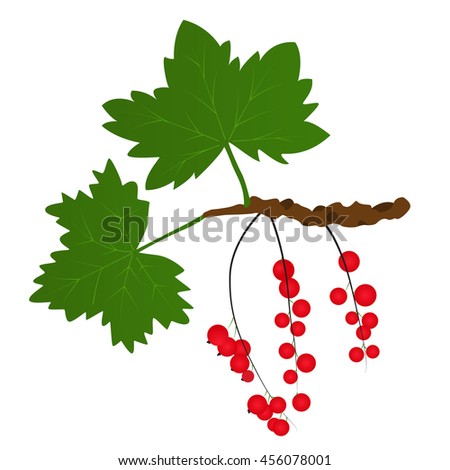 Branch of red currants with leaves. Bright juicy and tasty berry. Healthy raw food. Vector illustration. Isolated on white background.