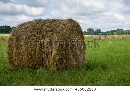 Bales of hay drying on the sunny field