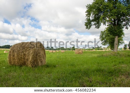 Bales of hay drying on the sunny field