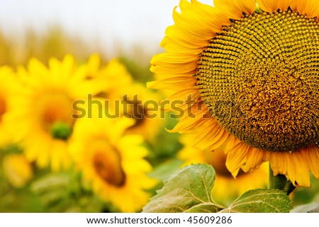 Picture of yellow sunflowers field