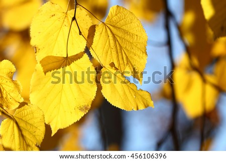 Colors of Autumn, leaves