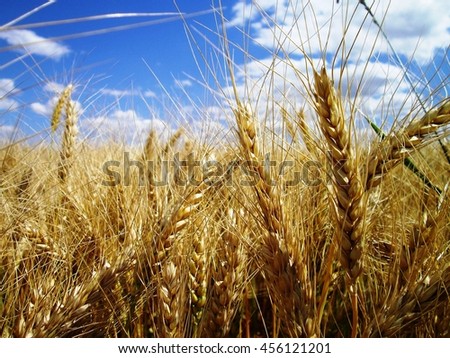 Beautiful landscape with a field of golden ripe wheat and blue sky