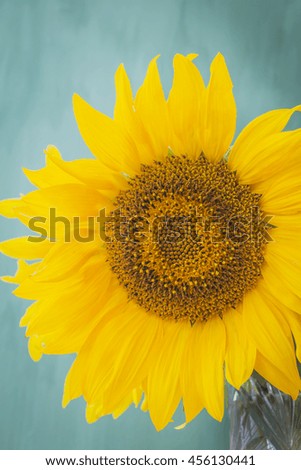Beautiful yellow sunflower