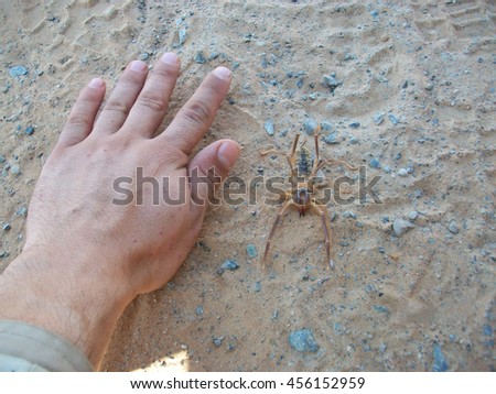 Comparison of the sizes of a Solifugae with the palm size. Animal deserts.