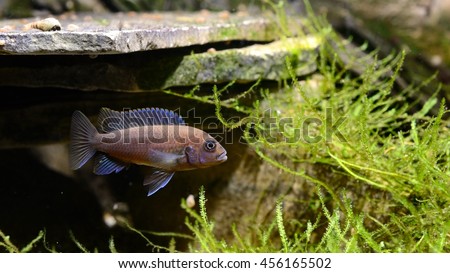 Cichlid fish in aquarium