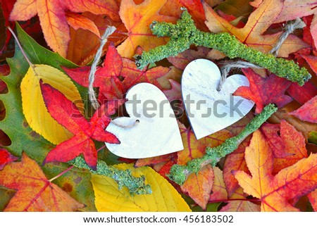 A lot of colorful autumn leaves in the fall with two wooden hearts shape photo frame heart with empty copy space
