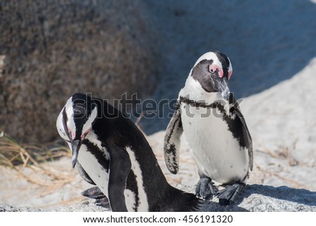 Pair of African Penguin playing with each other. Picture taken from Boulder's Beach, Simon's Town, South Africa.