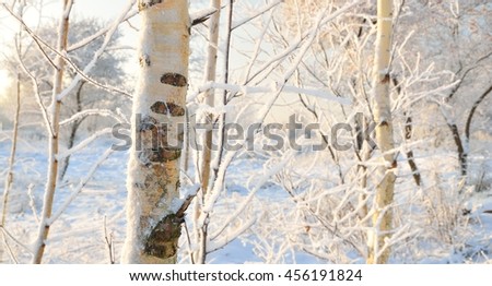 Winter forest view