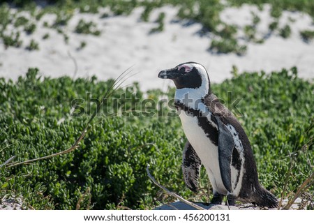 Lonely African Penguin. Picture taken from Boulder's Beach, Simon's Town, South Africa.