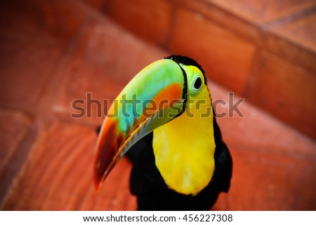 Toucan in Colombia