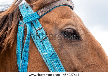 Closeup view of horse muzzle.