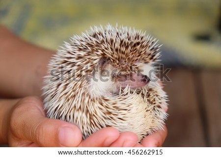 Young hedgehog in hands