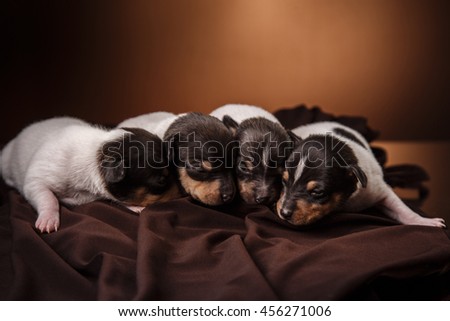 Studio portrait little puppys breed Toy fox terrier on color background