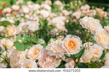 Light Pink Roses. Vintage floral background. Toned image in retro style.