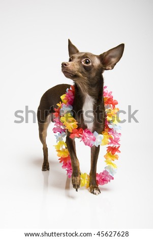 Picture of a funny curious toy terrier dog in Hawaii flower belt. white background