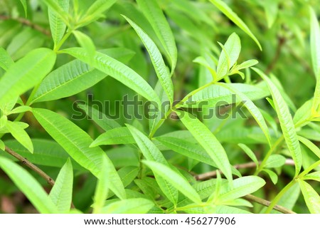 Lemon verbena herb field Royalty-Free Stock Photo #456277906