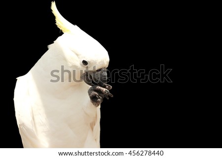 Cockatoo, closeup portrait isolated over black background for copy space
