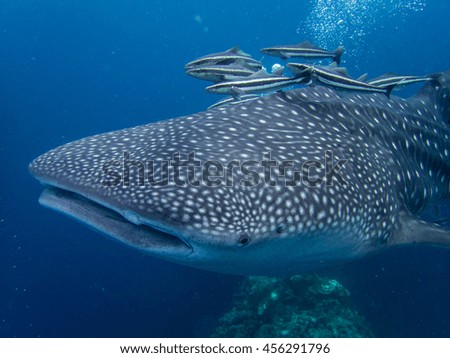close up whale shark 