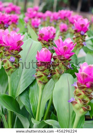 Siam Tulip blooming in garden