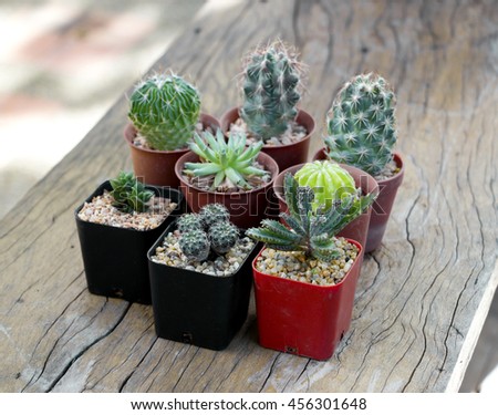 Cactus and succulents in pots over rough scratched wood board background.