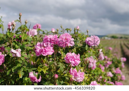 Kazanlak pink rose bush closeup on field background, local focus, shallow DOF