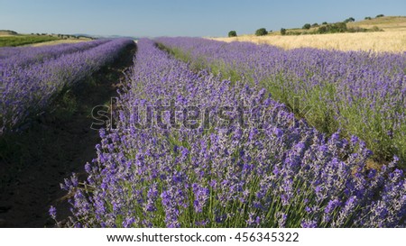Straight rows of brightly colored lavender in bloom on a clear sunny summer day.