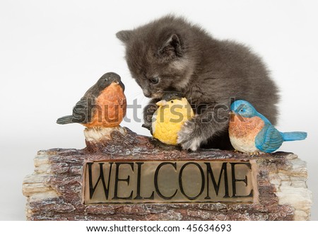 Cute gray kitten investigates birds on welcome sign
