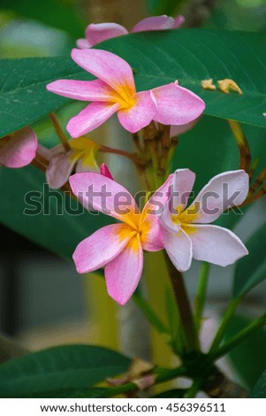 macro detail of pink and yellow tropical flowers