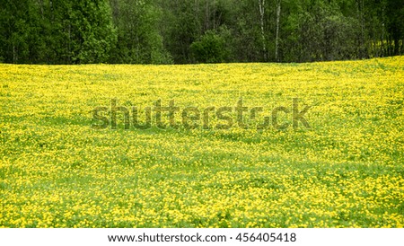 Summer Landscape with yellow flower  Field and Clouds in latvia