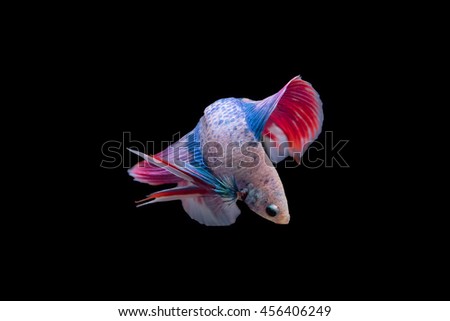 Siamese fighting fish isolated