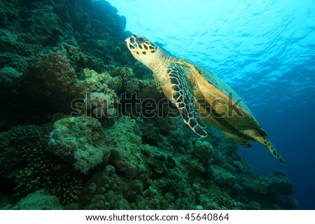 Hawksbill Turtle (Eretmochelys imbricata)